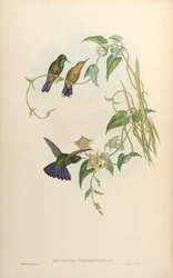 Metallura smaragdinicollis = Metallura tyrianthina smaragdinicollis
